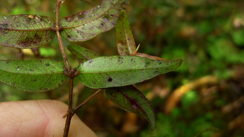 Image of Metrosideros parkinsonii by (c) Sarah Richardson, some rights reserved (CC BY)