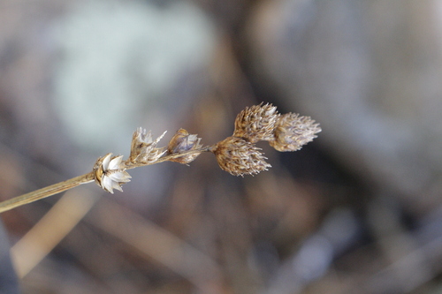 clustered sedge (Carex cumulata)