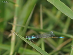 Ischnura elegans
