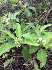 Tournefortia pubescens