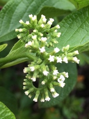 Tournefortia pubescens