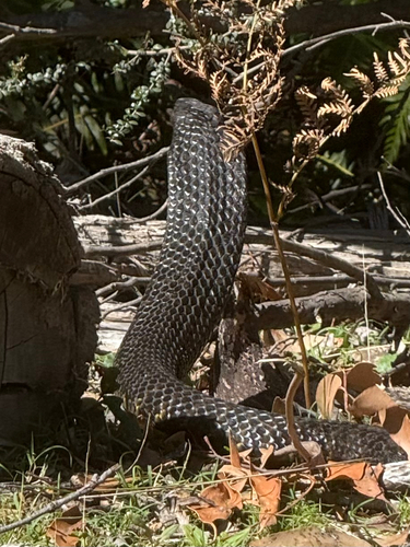 Eastern Tiger Snake sighting