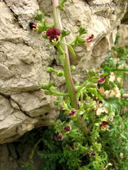 Scrophularia lucida