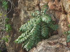 Comocladia platyphylla