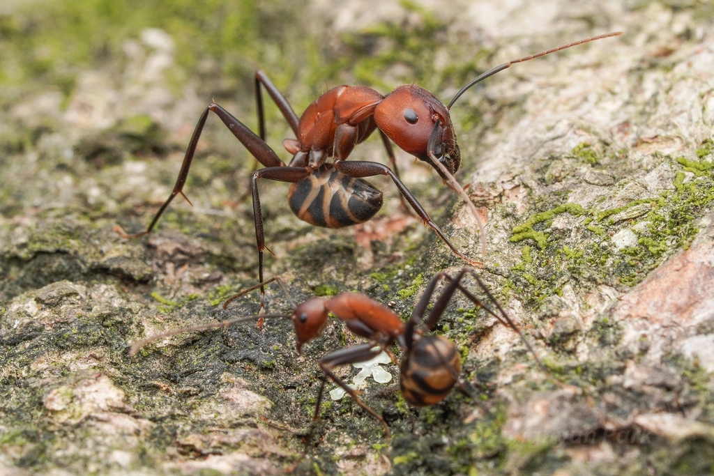 Camponotus habereri