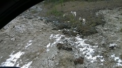 Ovis dalli stonei