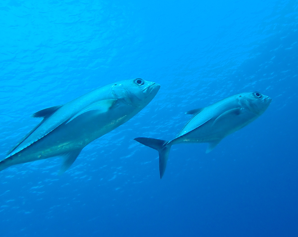 Bigeye trevally