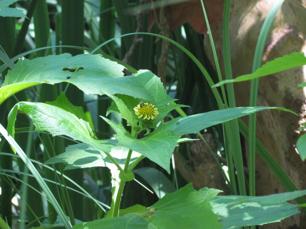 Smallanthus connatus; photograph (c) Matias Cabezas, some rights reserved (CC BY)