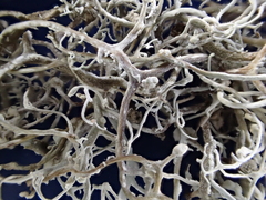 Dendrographa leucophaea