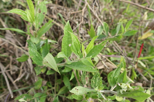 Baccharis trinervis, photograph 3