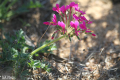 Pelargonium incrassatum