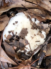 Hygrophorus subsordidus