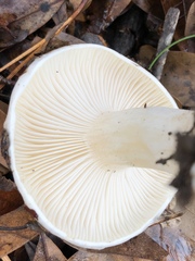Hygrophorus subsordidus
