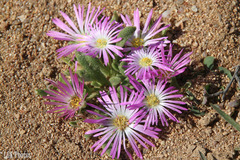 Cleretum hestermalense