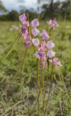 Diuris punctata