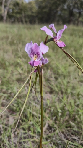 Diuris punctata, photograph 2