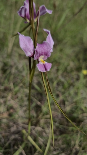 Diuris punctata, photograph 3