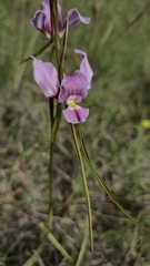 Diuris punctata, photograph (c) Eamonn Culhane, some rights reserved (CC BY)