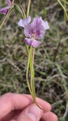 Diuris punctata, photograph (c) Eamonn Culhane, some rights reserved (CC BY)