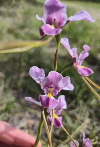 Diuris punctata, photograph 5