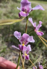 Diuris punctata, photograph (c) Eamonn Culhane, some rights reserved (CC BY)