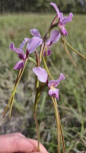 Diuris punctata, photograph 6