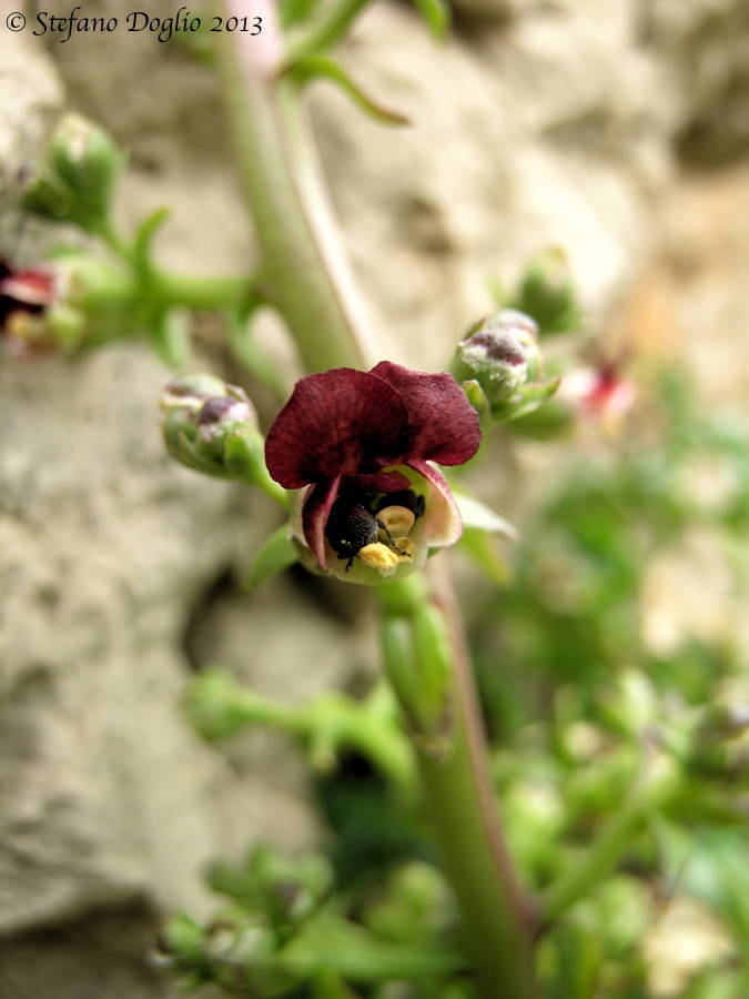 Pale Figwort