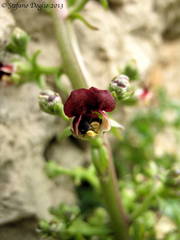 Scrophularia lucida