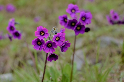 Primula calderiana, photograph 1