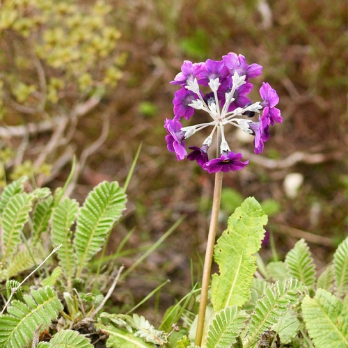 Primula calderiana, photograph 2