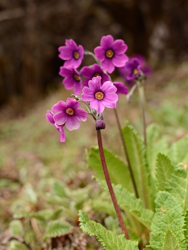 Primula calderiana, photograph 3