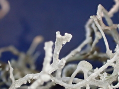 Dendrographa leucophaea