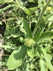 Verbesina subcordata