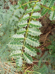 Comocladia platyphylla