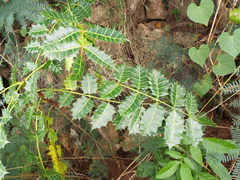 Comocladia platyphylla