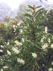 Orites lancifolius