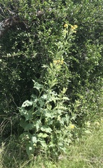 Verbesina subcordata