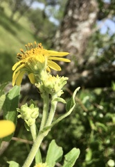 Verbesina subcordata