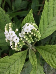 Tournefortia pubescens