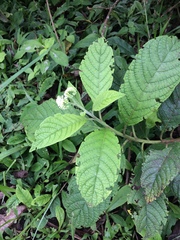 Tournefortia pubescens