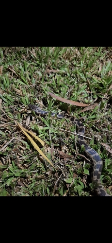 Cape York Spotted Python sighting