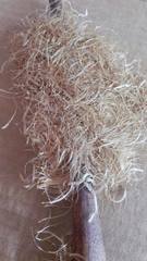 Sphaeropteris horrida