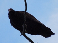 Cathartes aura