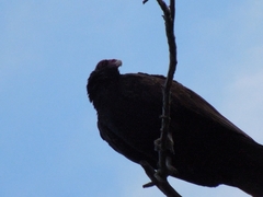 Cathartes aura