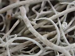 Dendrographa alectoroides