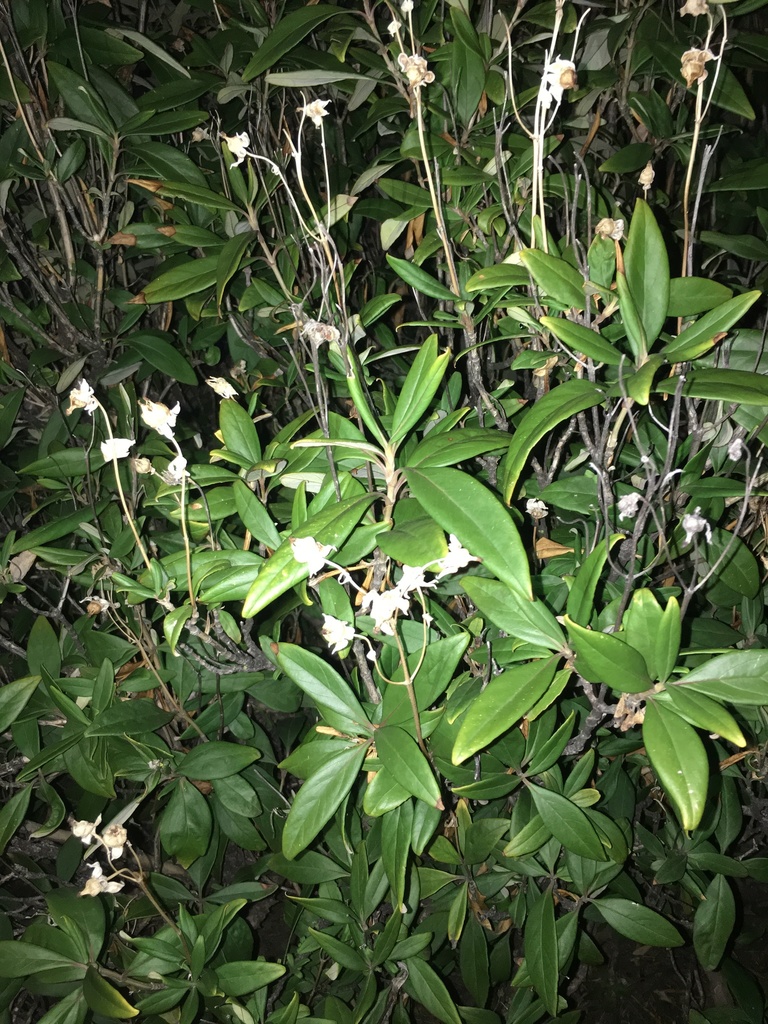 Carpenteria californica, Sierra National Forest, Tollhouse, CA, US