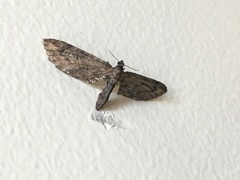 Eupithecia subapicata