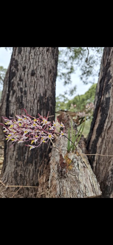 Dendrobium carronii Lavarack & P.J.Cribb