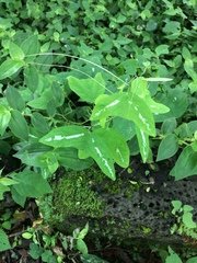 Passiflora colinvauxii