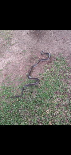 Australian Brown Snakes sighting